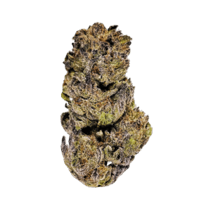 Cheetah Piss Now Available at Sentora Farms